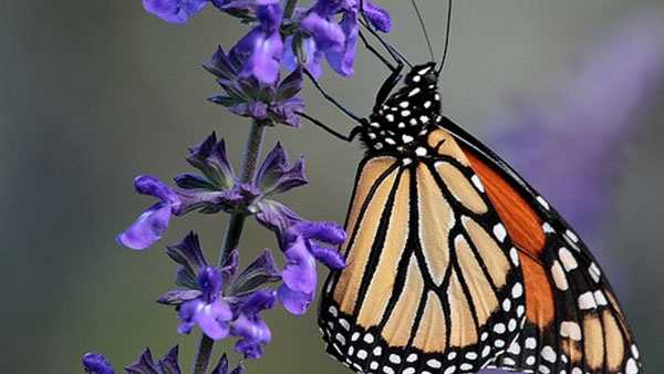 Monarch butterflies are migrating through Ohio this month - Vimarsana News