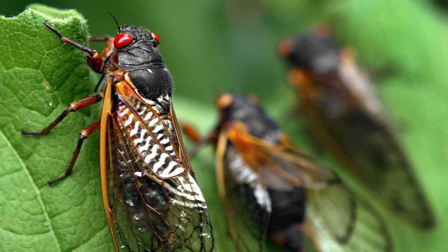Cincinnati is alive with the sound of cicadas