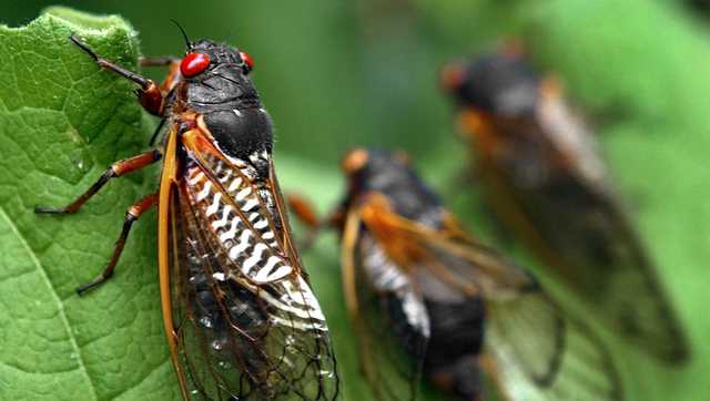 Brood X: Periodical cicadas to emerge this spring, summer - Vimarsana News