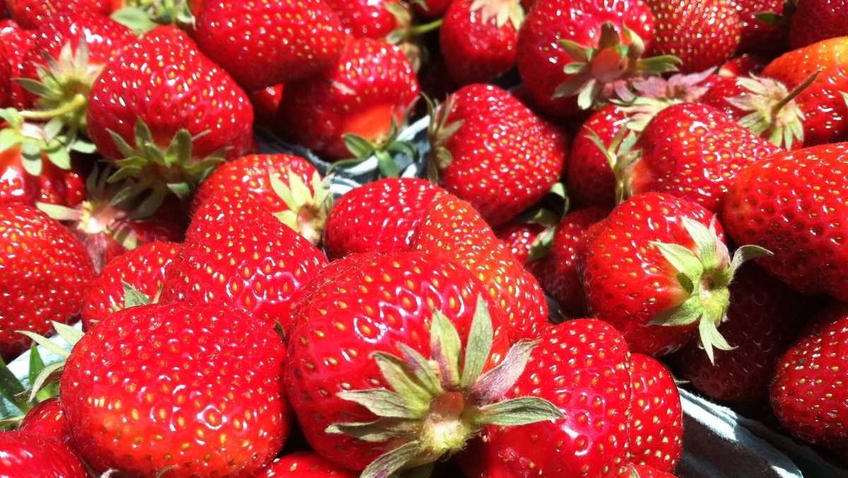 Strawberry season begins in Maine, despite weather challenges
