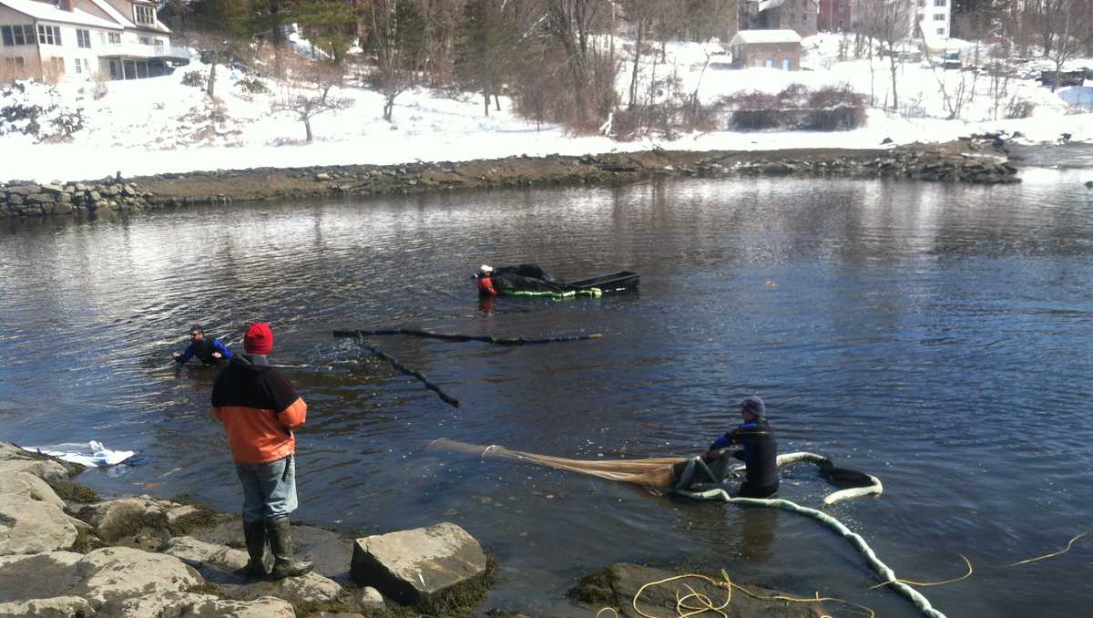Maine's lucrative baby eel industry has 16 open spots in lotto