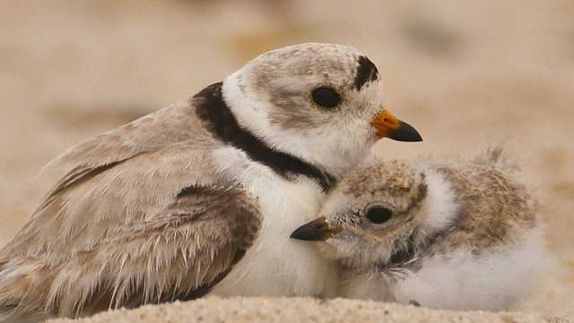 Piping plover season is in full swing along many Maine beaches - Vimarsana News