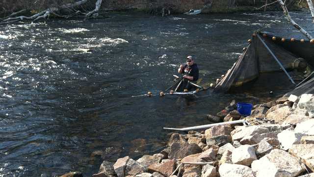 Elver prices in Maine have rebounded to more than $2,100 per pound - Vimarsana News