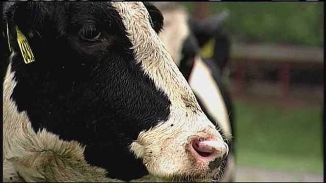 A man is dead after hitting at cow at more than 100 mph - Vimarsana News