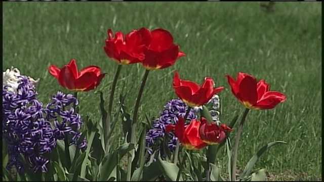 Start planning your garden now, despite the snow on the ground - Vimarsana News