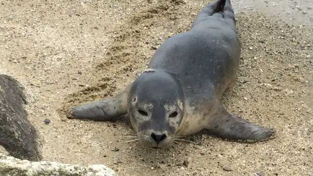Maine seal pup season is about to begin, rescues are already up - Vimarsana News