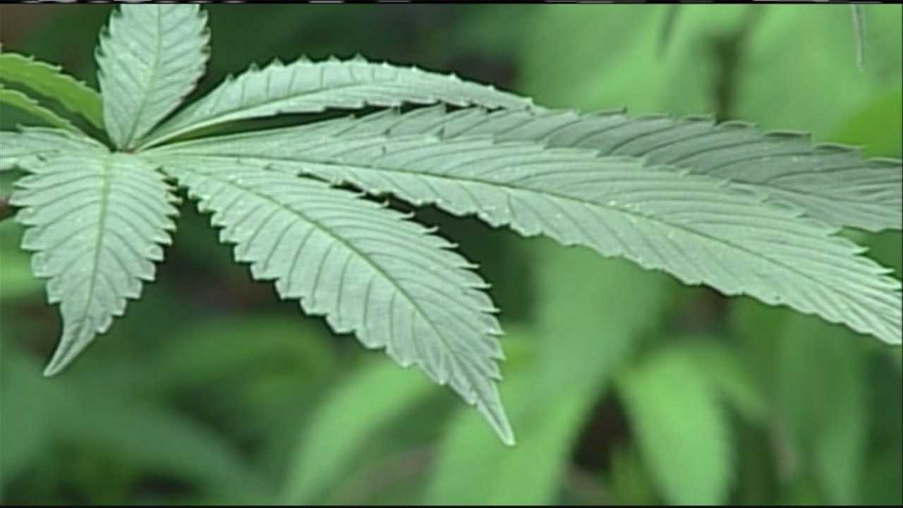 wmtw.com - Cameron Lobley - Maine public health groups to share support for new medical cannabis regulation bill