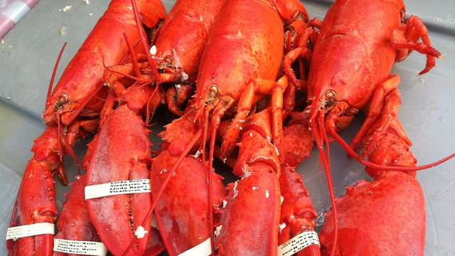 Maine congressional delegation and governor unite behind pause in new lobster fishing regulations - Vimarsana News
