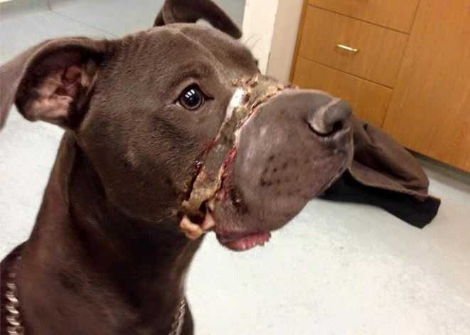Donations pouring in for puppy found with mouth taped shut - WMTW