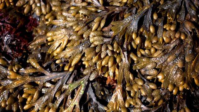 seaweed, Flickr David Lanham.jpg