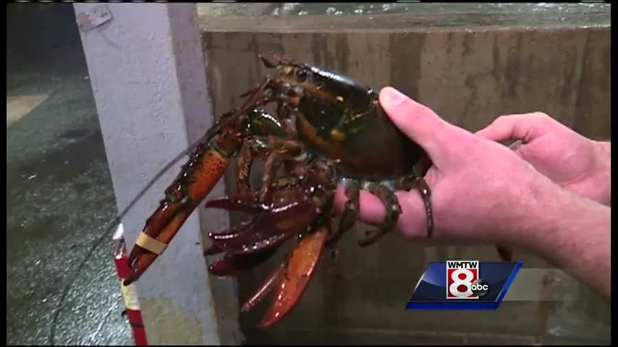 Lobster with four claws being sent to Maine State Aquarium in Portland