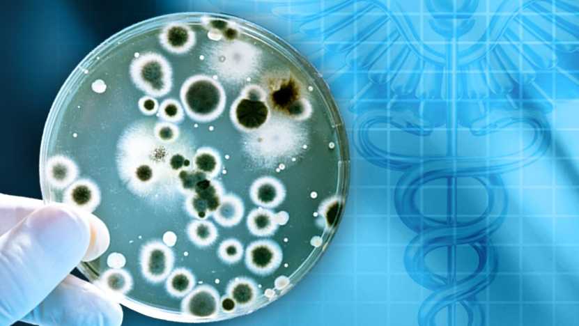 Generic Test Photo Fox shot near Bath Iron Works tests positive for rabies - WMTW