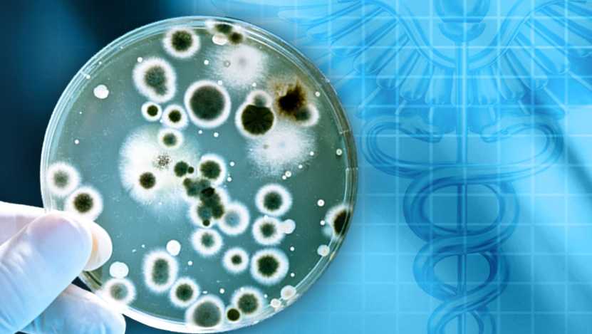 Bath reports first rabies case in more than 4 years