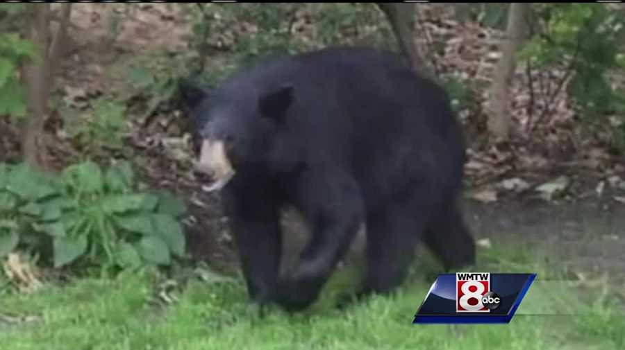 Biologists expect Maine hunters to have strong bear season