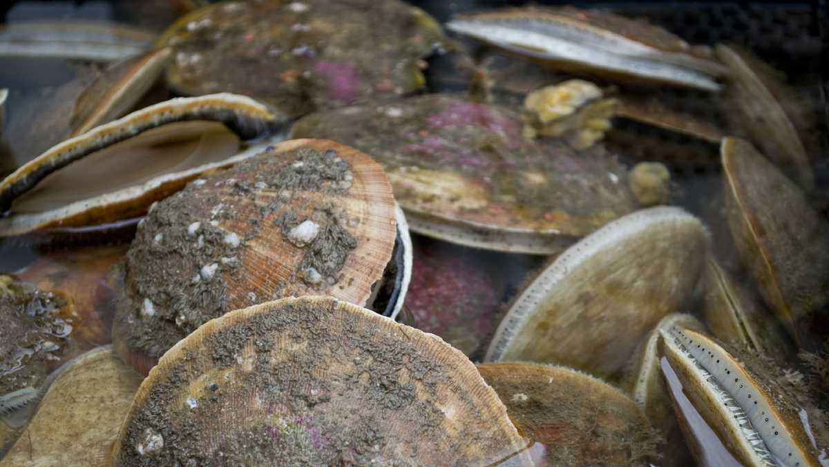 Scallop fishing off Maine coast to be restricted for nearly a year