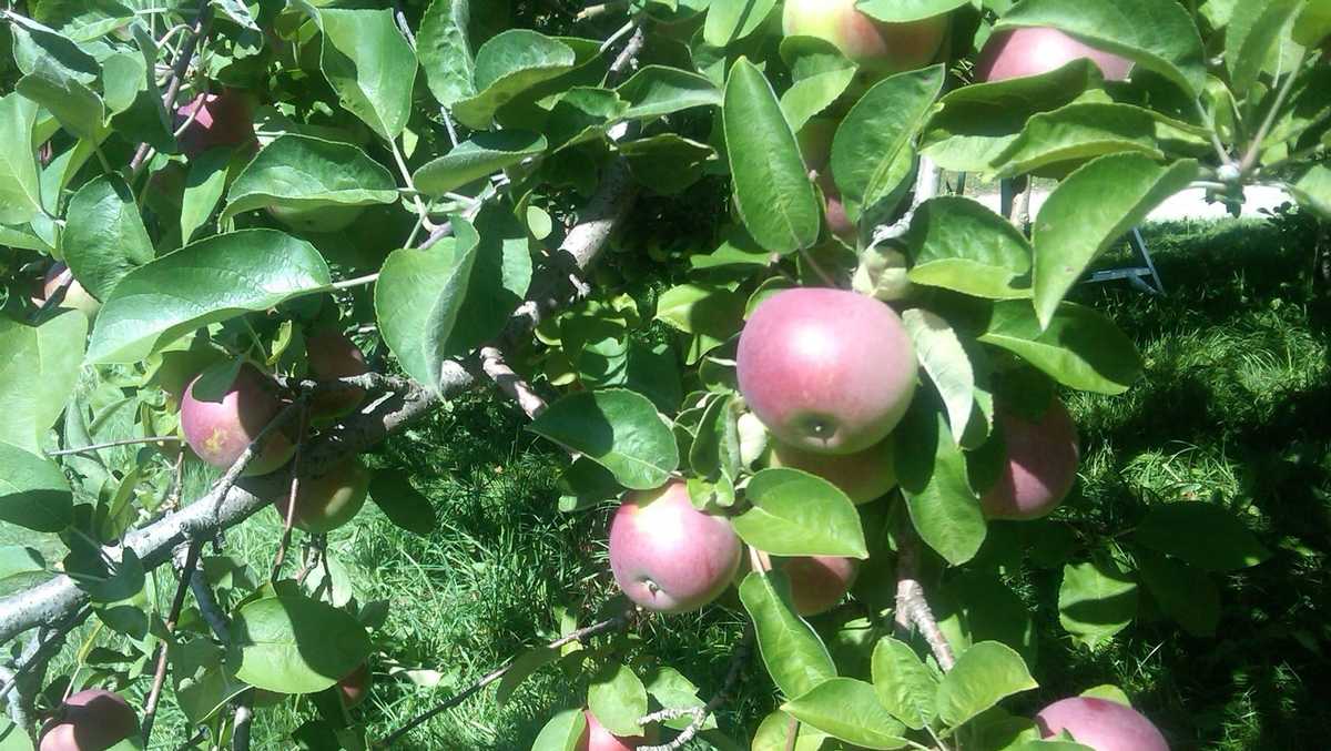 Maine Fruit Farm ranked in the USA Today's top 10 Best Apple Orchards