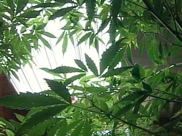 wmtw.com - Jackie Mundry - Medical marijuana regulation being considered in Augusta