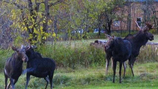 Why it is key to protect Maine's moose herd from winter ticks - Vimarsana News