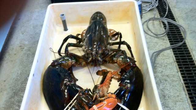 Monday is National Lobster Day - Vimarsana News