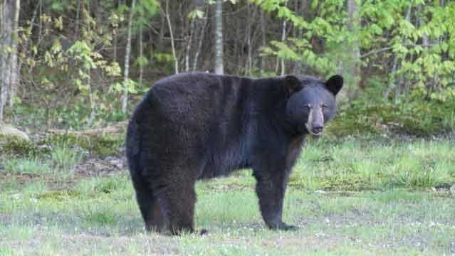 Bears released back into wild in New Hampshire, Vermont - Vimarsana News