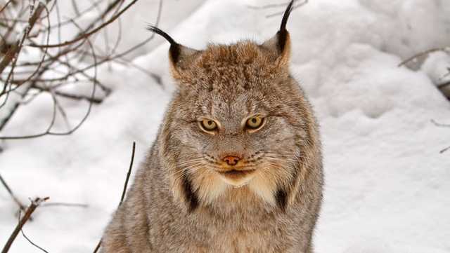 Canada lynx, (Lynx canadensis)