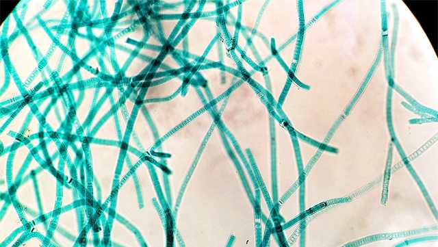 File Image of Cyanobacteria