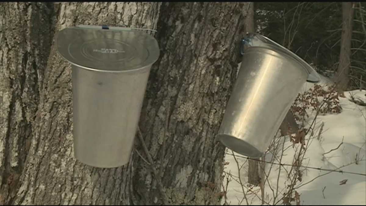 Farmers getting ready for New Hampshire Maple Weekend