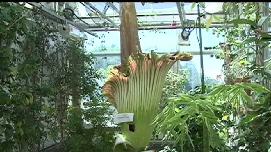 'Corpse flower' that smells like rotting flesh is in bloom