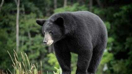 Black Bears Spotted, Captured Across Alabama, Florida, Massachusetts Neighborhoods
