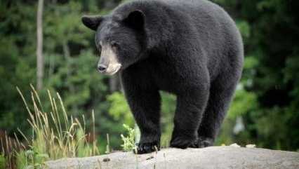 Black Bears Spotted, Captured Across Alabama, Florida, Massachusetts Neighborhoods