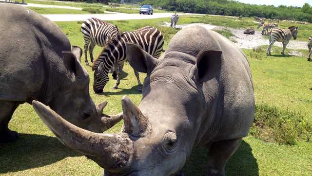 Lissa the rhino dead at 43 - Vimarsana News