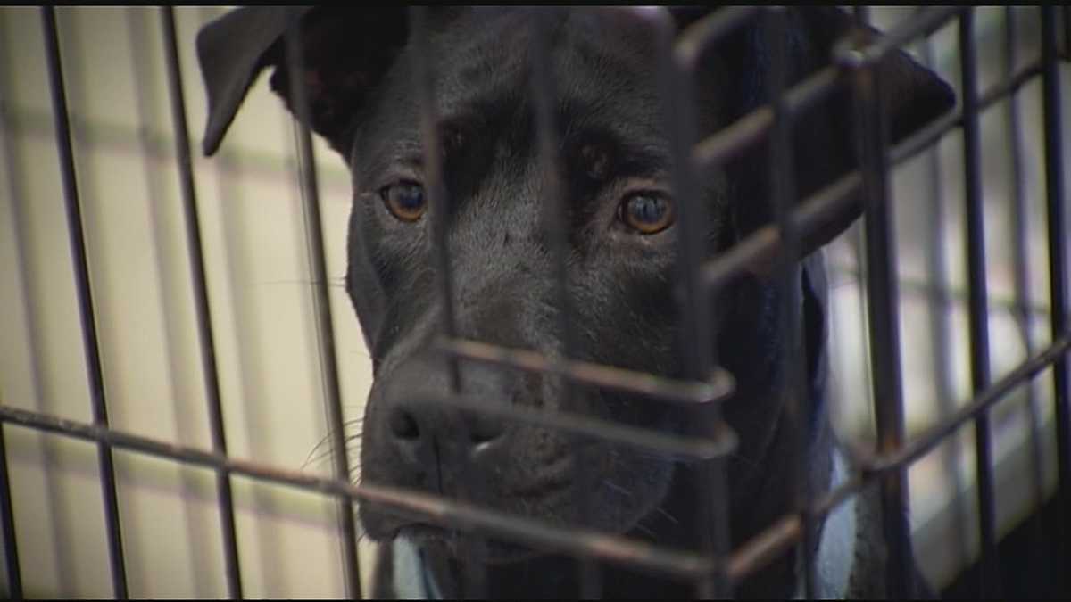 Why aren't Palm Beach County dog kennels air conditioned?