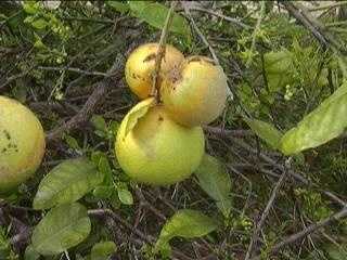 Florida citrus tops forecasts, ended slightly ahead of prior season