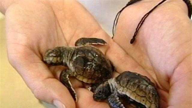 newborn baby turtle