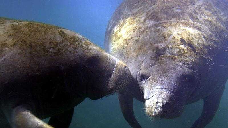 Florida organization working to keep manatees safe