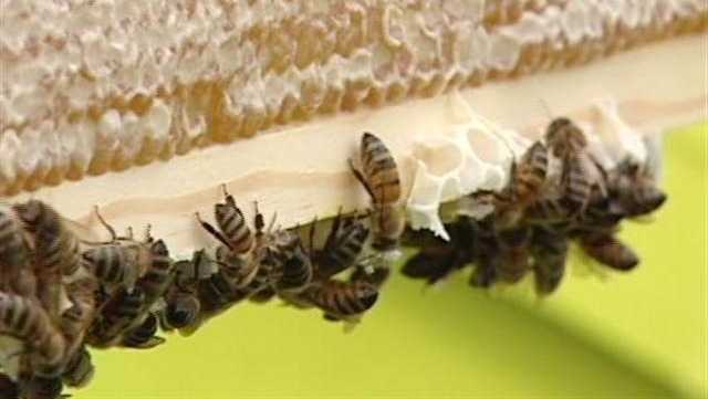 Vermont sees high rate of decline in bee colonies, study finds