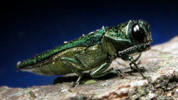 State releases preventative guidance for invasive bugs