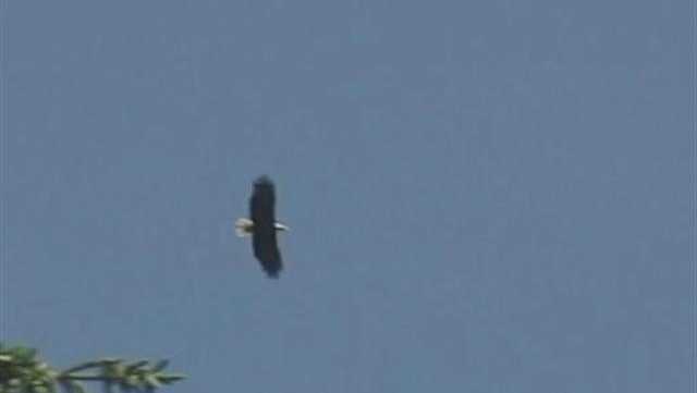 The bald eagle has been removed from Vermont's endangered species list The bald eagle has been removed from Vermont's endangered species list