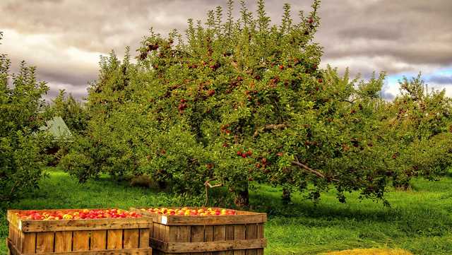 Most Vermont and New York apple orchards, pumpkin patches are open and want your business - Vimarsana News