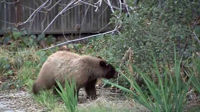 More bear sightings expected this Fourth of July; Vermont officials advice to keep them away