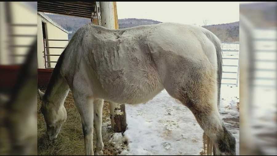 2 sick horses rescued from New Hampshire home