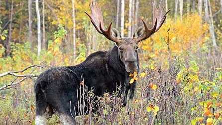 School van hits moose in Newbury, VT - Vimarsana News