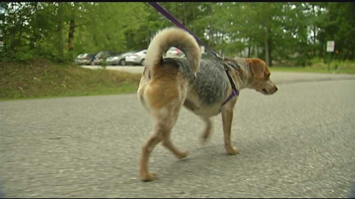Colchester approves ordinance change that keeps dogs on a leash