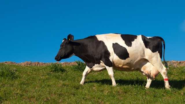 cow in grass field