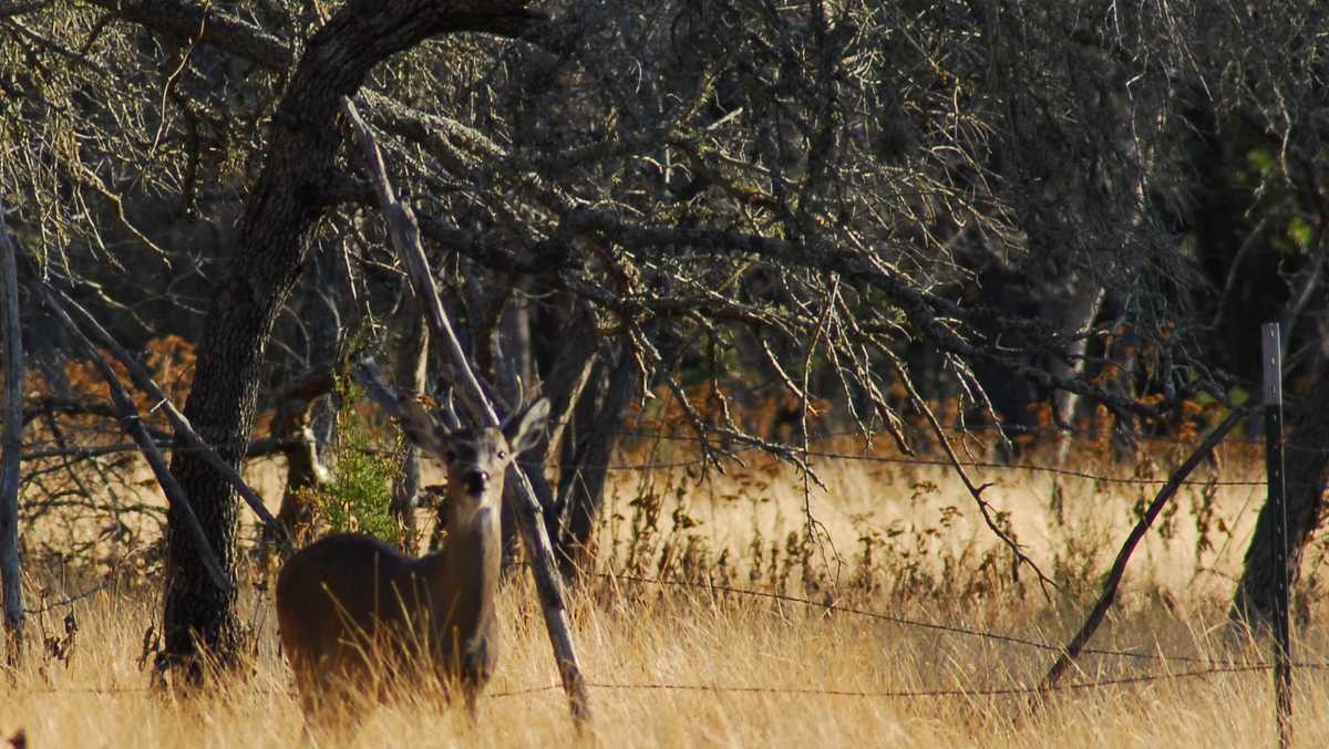 Vermont's 16day rifle deer hunting season into 2nd week