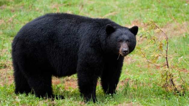 Vermont black bear