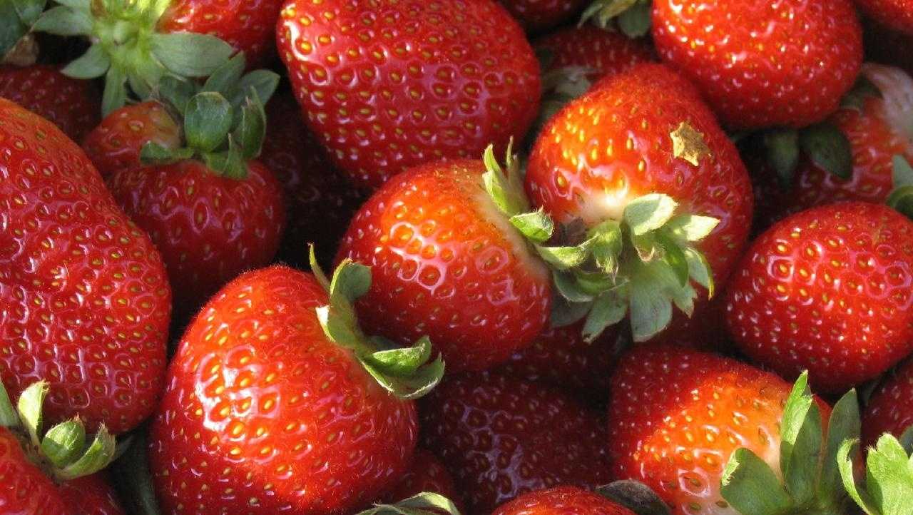 Cold weather damages strawberry crop at Soergel Orchards