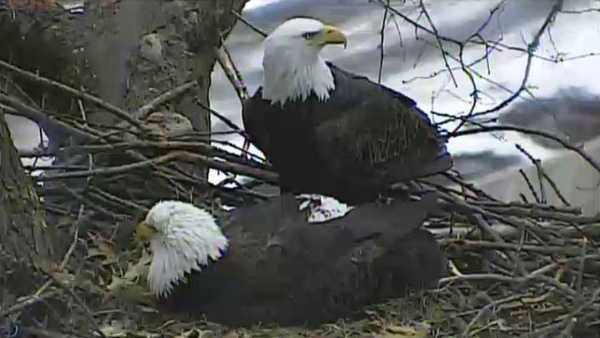 A bald eagle has laid her first egg in the nest that she and her mate built in the Hays area of Pittsburgh.