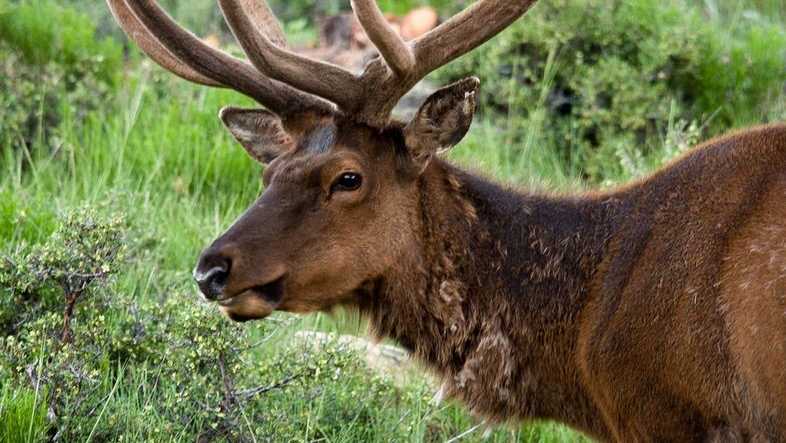 If you'd like to read more about elk in Pa. visit this web page.