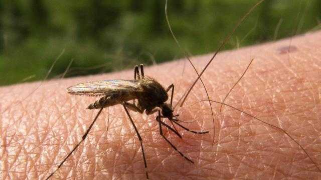 Deadly Mosquito Borne Virus That Causes Brain Swelling - 